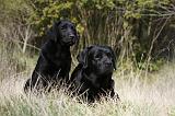 LABRADOR 744